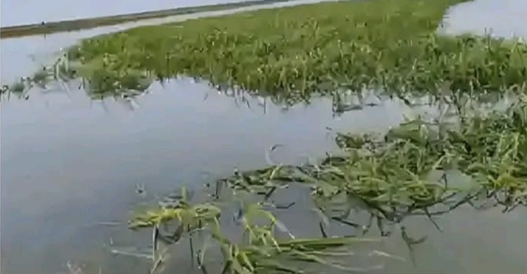 শিলাবৃষ্টি ও ঢলে হাওরের ফসল বিপর্যয়, ঝুঁকিতে আরও ৩০০ বিঘা জমি