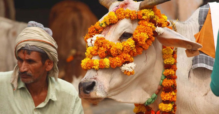 পশ্চিমবঙ্গে পশু জবাইয়ে নতুন কঠোর বিধিনিষেধ, আইন ভাঙলে জেল-জরিমানা