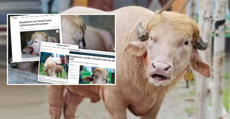 নারায়ণগঞ্জের ‘ডোনাল্ড ট্রাম্প’ মহিষ ঘিরে বিশ্বজুড়ে আলোচনা