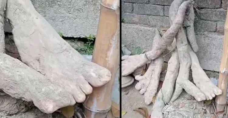 গাইবান্ধায় উঠোনের মাটি খুঁড়তেই বের হলো 'মানব হাত-পা' সদৃশ মেটে আলু